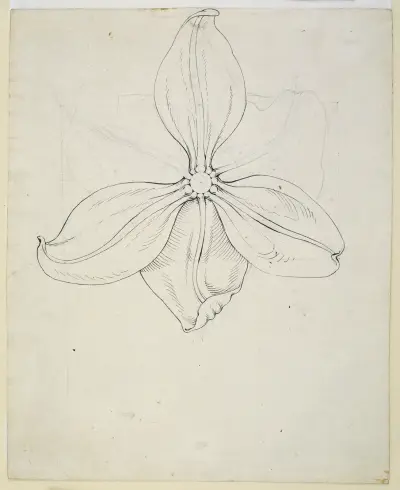 Tulip blossom av Philipp Otto Runge