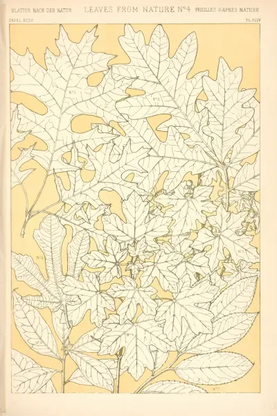 Blad från naturen nr 4 av Owen Jones