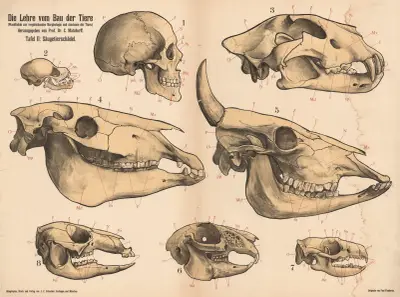 Die Lehre vom Bau der Tiere, 1900 – nr 2 av Paul Flanderky
