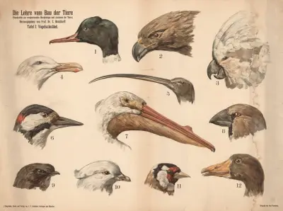 Die Lehre vom Bau der Tiere, 1900 – nr 1 av Paul Flanderky