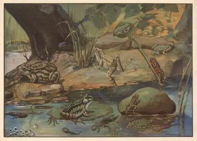 Frogs av Paul Flanderky