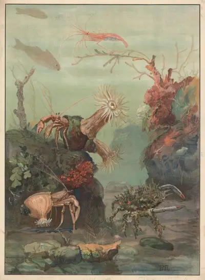 Hermit crabs, crabs, etc. av Paul Flanderky