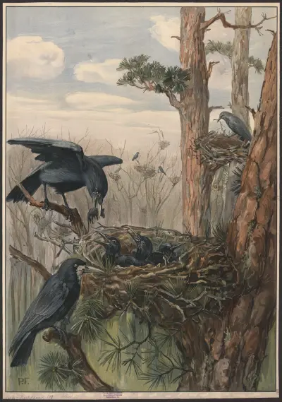 Rook av Paul Flanderky