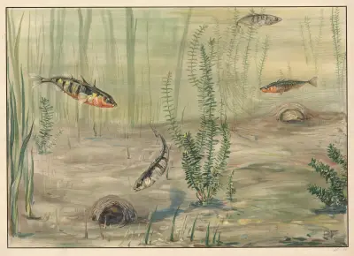 Three-spined stickleback av Paul Flanderky