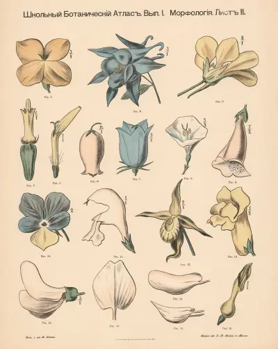 Asymmetriska blommor av Alexander-Paul Henckel