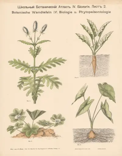 Hardy plants. av Alexander-Paul Henckel