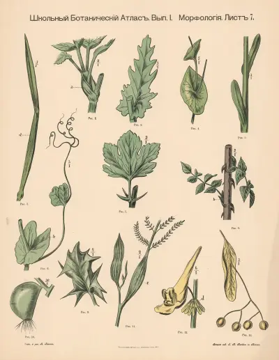 Blad och stjälk av Alexander-Paul Henckel