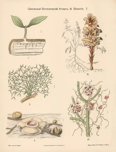 Parasitic plants, 1905 – nr 1 av Alexander-Paul Henckel