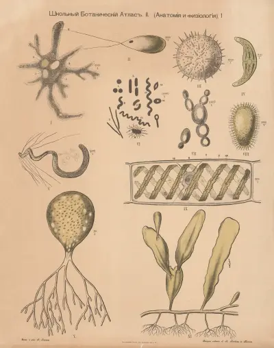 Plant cells av Alexander-Paul Henckel
