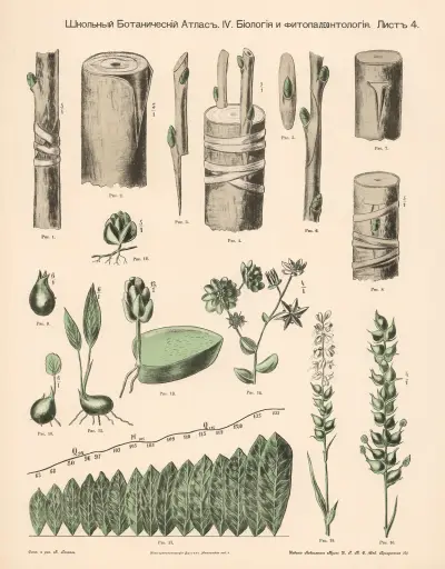 Plant shoots av Alexander-Paul Henckel