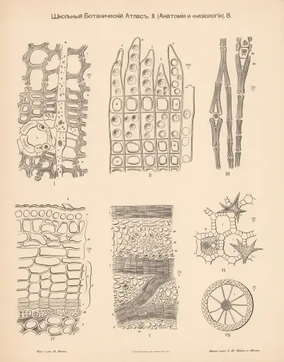 Plant tissue av Alexander-Paul Henckel