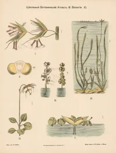Pollination of aquatic plants av Alexander-Paul Henckel