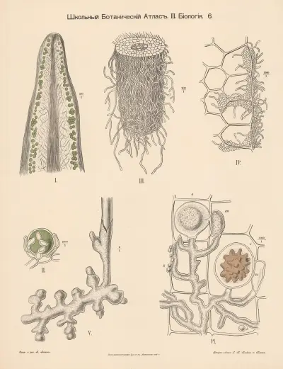 Roots av Alexander-Paul Henckel