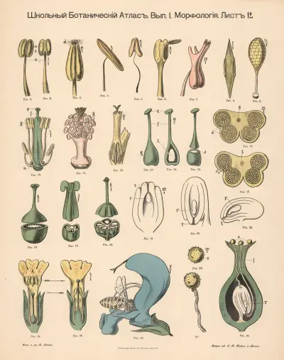 Stamen av Alexander-Paul Henckel