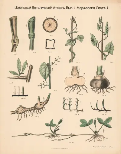 Stem and shoots av Alexander-Paul Henckel