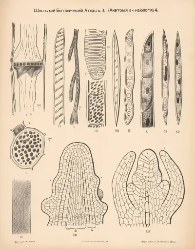 Stem tissue av Alexander-Paul Henckel