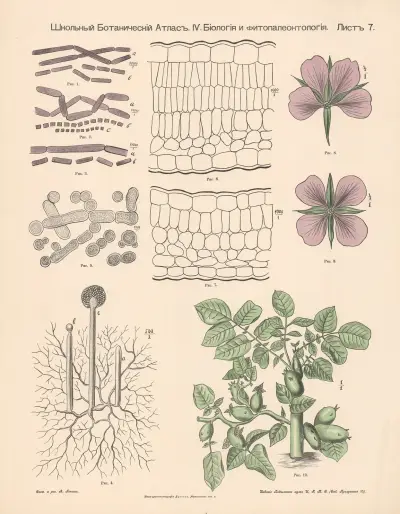 Structure of plant parts av Alexander-Paul Henckel