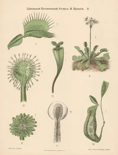 Sileshår (köttätande) av Alexander-Paul Henckel