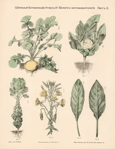 Potatis och kålplantor av Alexander-Paul Henckel
