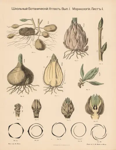Tubers, etc. av Alexander-Paul Henckel