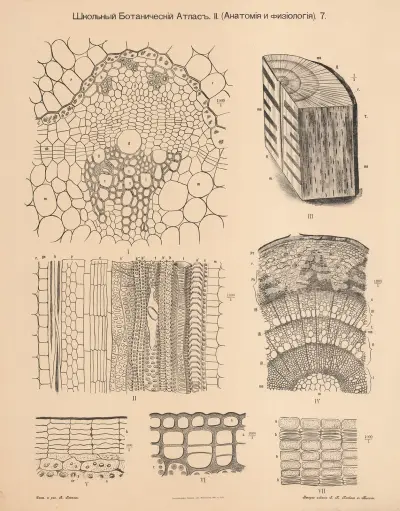 Wood from trees, annual rings av Alexander-Paul Henckel