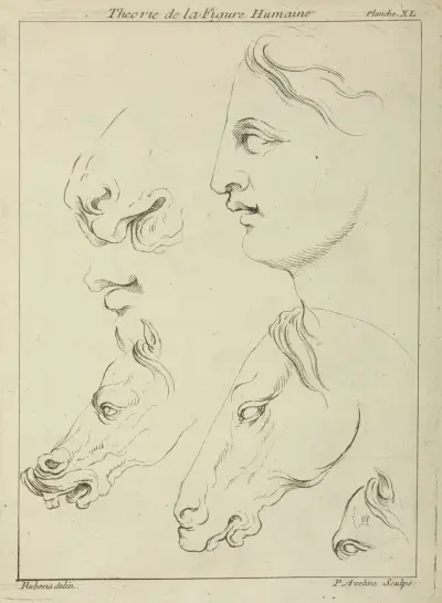 Horses’ heads and human head in profile, with detail of horse’s eye and nose av Peter Paul Rubens