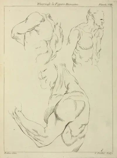 Studies of a man’s chest, biceps, and shoulders av Peter Paul Rubens