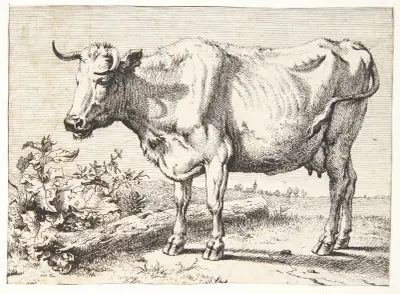 Ko med krøllede horn av Paulus Potter