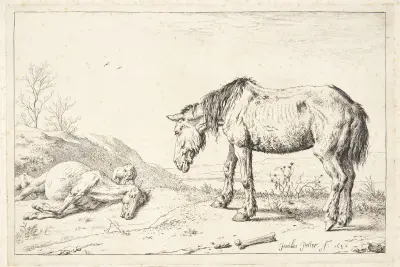 Zwei Augen von Paulus Potter