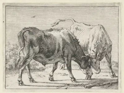 Two fighting bulls av Paulus Potter