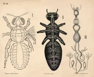 Insekter. Blodomløb, nervesystem og fordøjelsesorganer av Peter Dybdahl