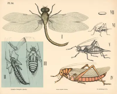 Insekter. Netvinger og skindvinger av Peter Dybdahl