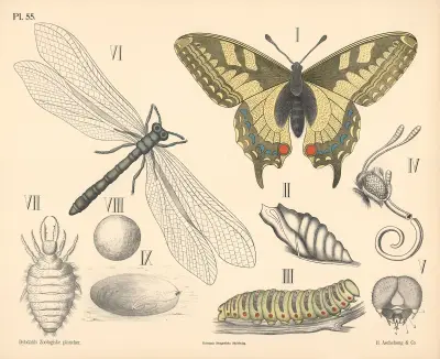 Insekter. Skjelvinger og Florvinger av Peter Dybdahl