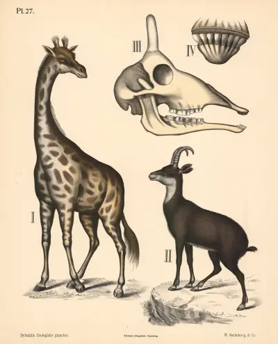 Pattedyr. Drøvtyggere, variant 1. av Peter Dybdahl