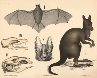 Pattedyr. Flaggermus og pungdyr, variant 1. av Peter Dybdahl