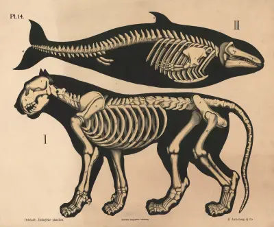 Skelet af løve og delfin, variant av Peter Dybdahl