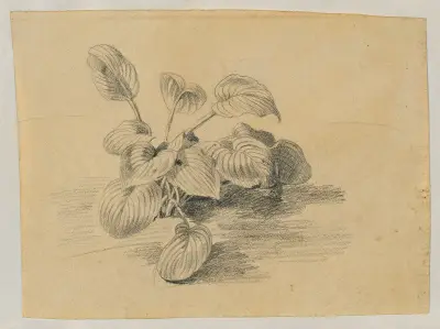 Studie av bladväxt av Johann Peter Krafft