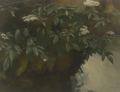 Flowering elderberry av Philipp Rumpf