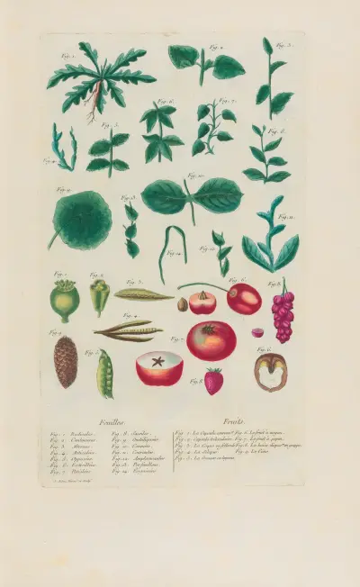 Blätter und Früchte von Pierre Philippe Alyon