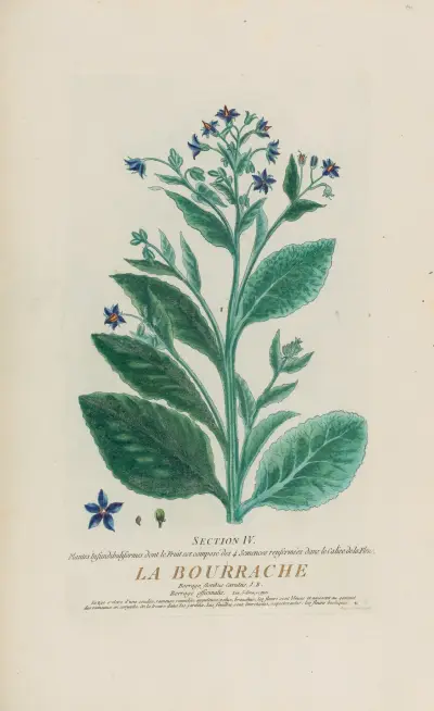 Der Borretsch von Pierre Philippe Alyon