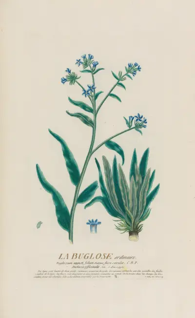 Obyčejná buglosa, Pierre Philippe Alyon