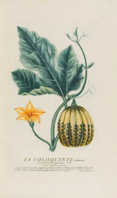 Die gewöhnliche Koloquinte von Pierre Philippe Alyon