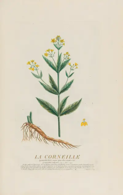 La Corneille av Pierre Philippe Alyon