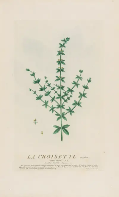La Croisette velue von Pierre Philippe Alyon