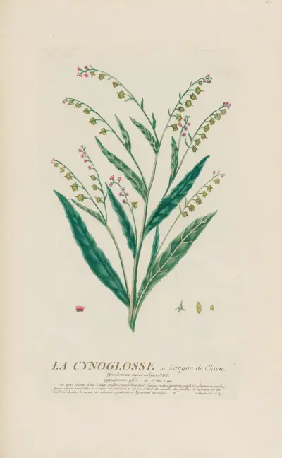 La Cynoglosse ou Langue de Chien av Pierre Philippe Alyon
