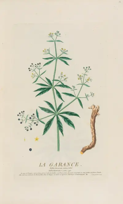 Marzanna barwierska, Pierre Philippe Alyon