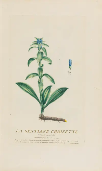 Goryczka krzyżowa, Pierre Philippe Alyon