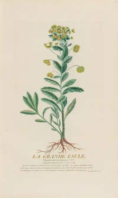 Wielka wygnanka, Pierre Philippe Alyon