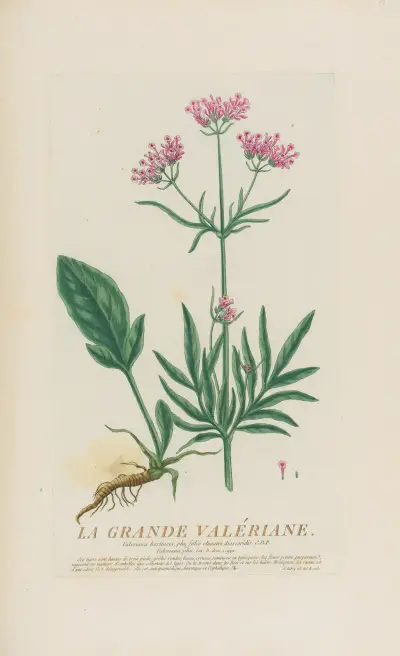 Velká kozlíková zelenina, Pierre Philippe Alyon