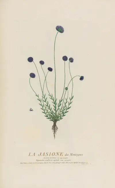 Hvozdíkovité hory, Pierre Philippe Alyon